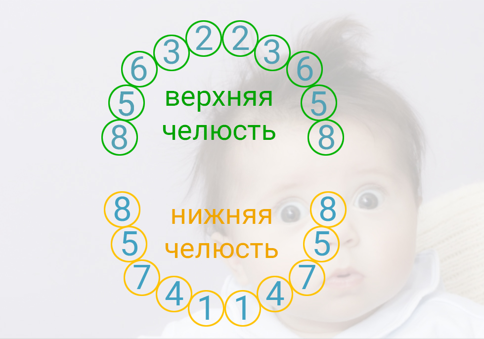 Схема прорезывания зубов у детей
